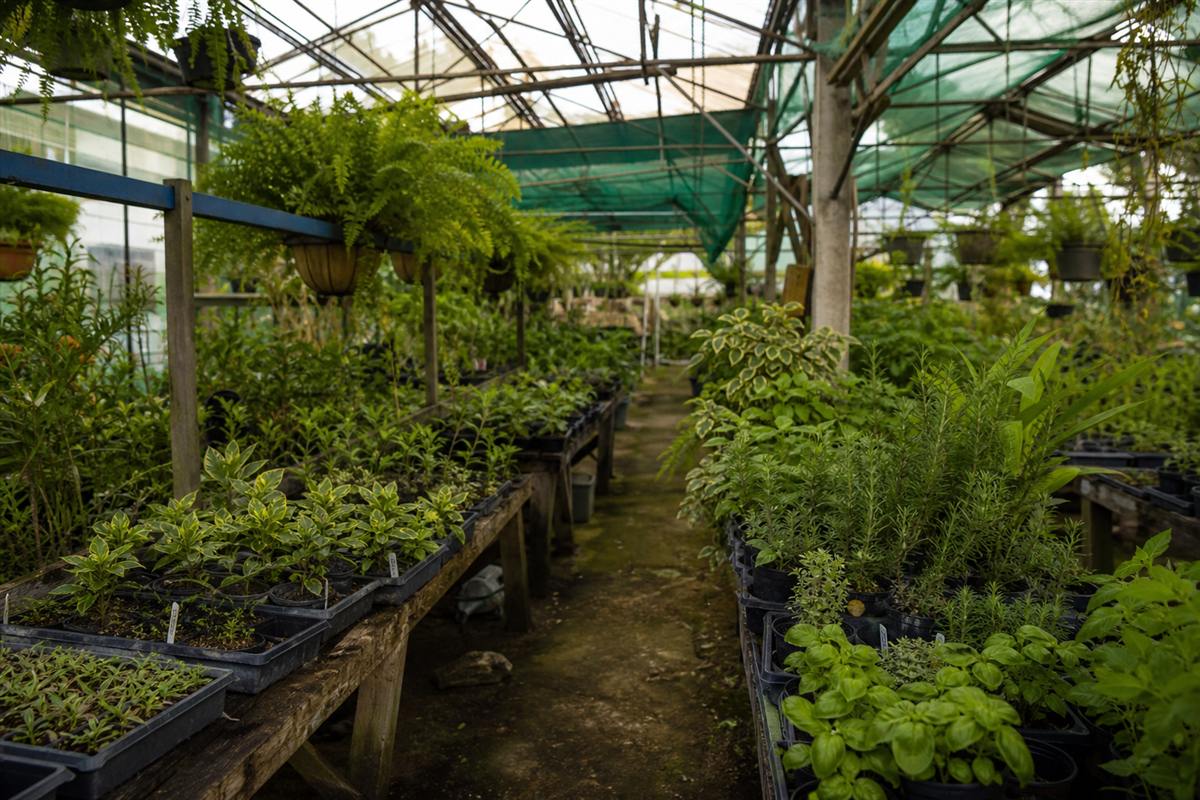 Plants under glasshouse light along a nursery path