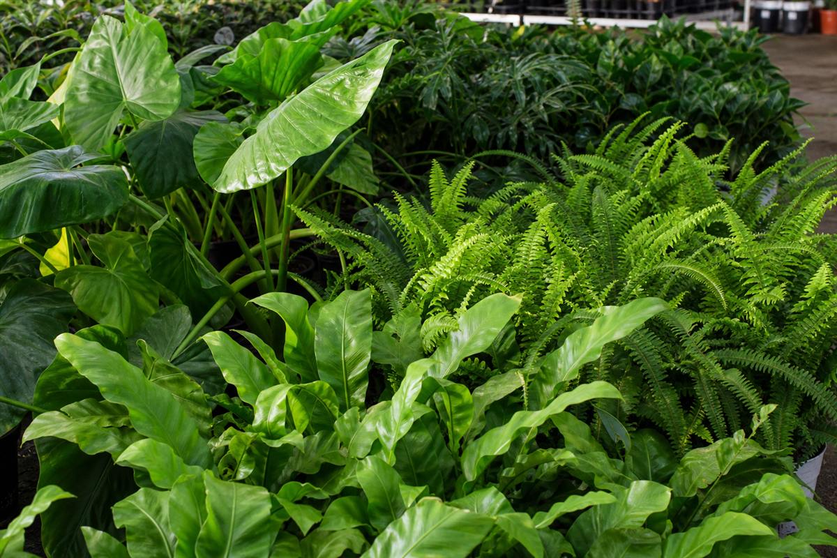 Foliage plants arranged on nursery shelving