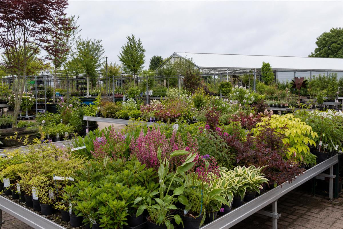 Outdoor nursery benches with green shrubs