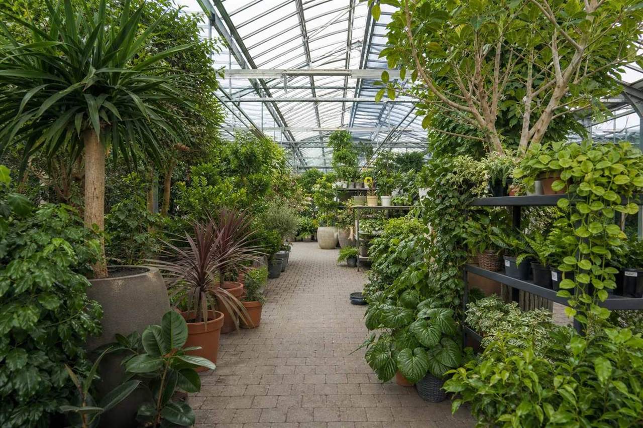 Greenhouse aisle lined with potted plants at Meadowrift Nursery