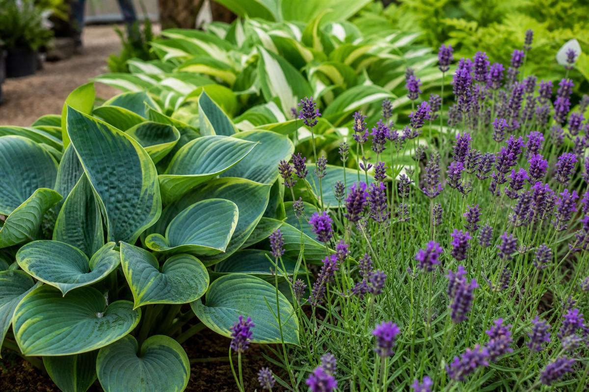 Variegated hosta leaves beside lavender blooms